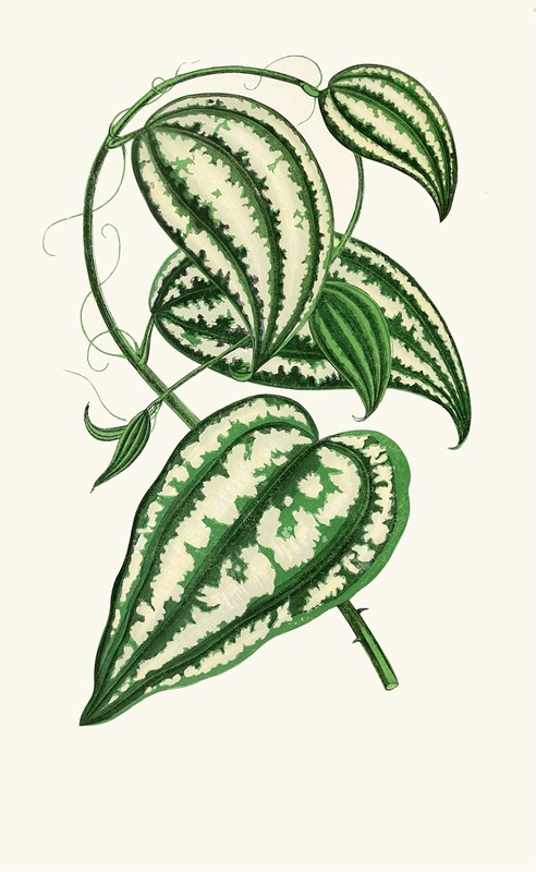 Edward Joseph Lowe - Smilax Macrophylla