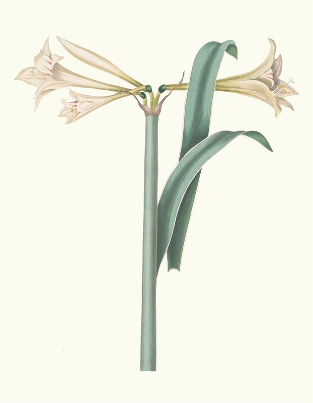 Priscilla Susan Bury - Amaryllis Harrisoni