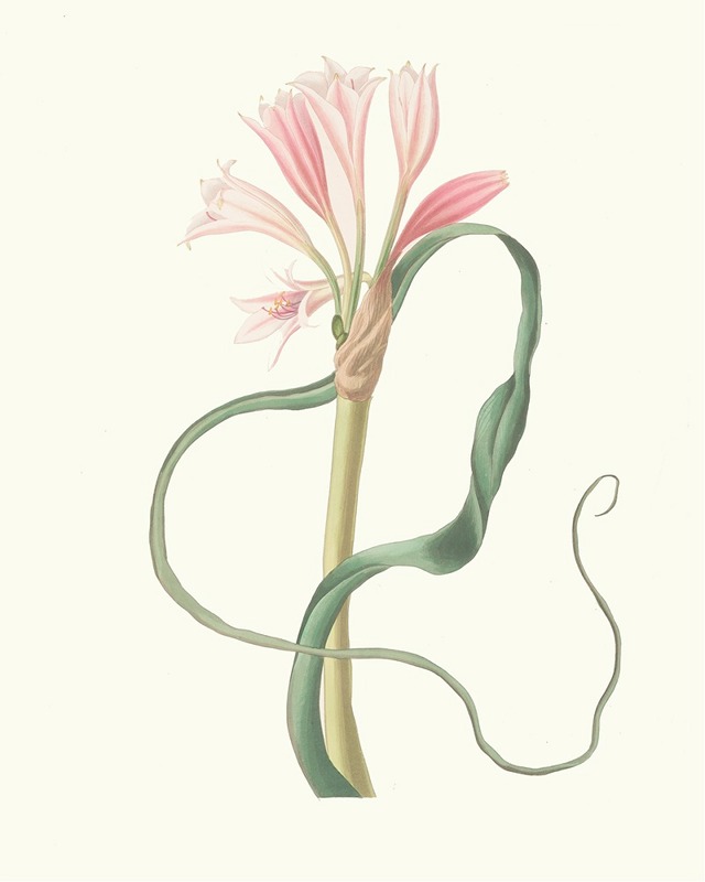 Priscilla Susan Bury - Amaryllis Longifolia (Glauca)