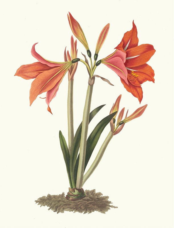 Priscilla Susan Bury - Amaryllis Reginaæ [Mexican Lily, Amaryllis]