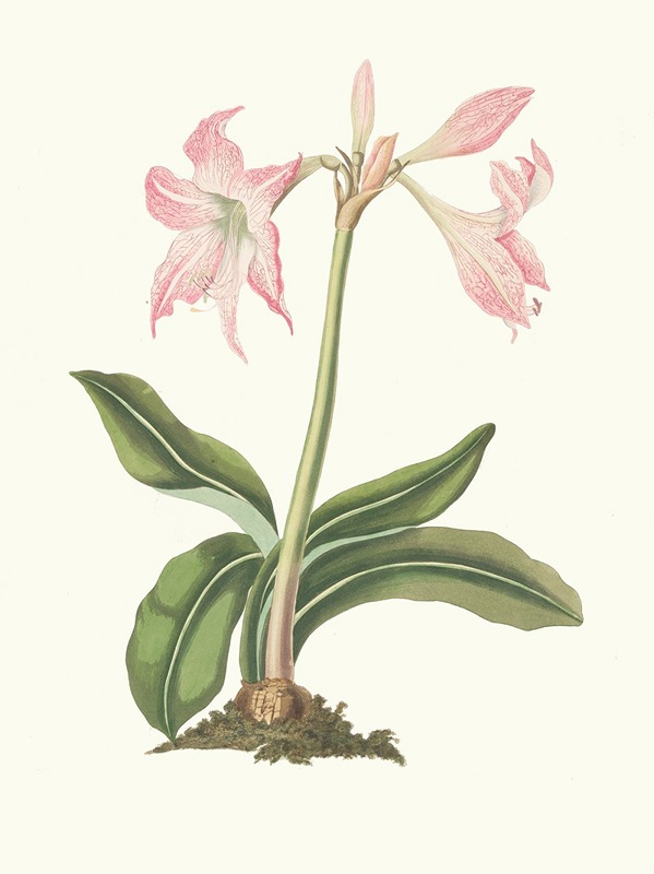 Priscilla Susan Bury - Amaryllis Steilatafolia