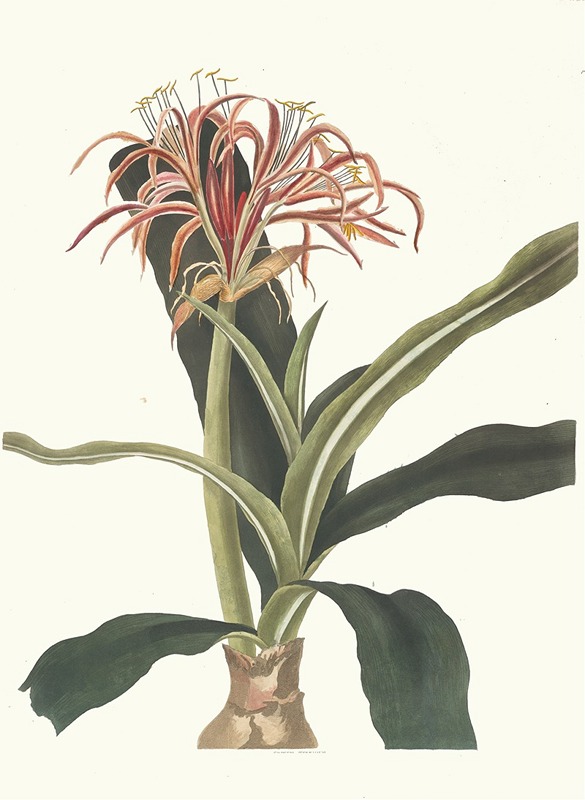 Priscilla Susan Bury - Crinum Hybridum, Pedunculatum And Zeylanicum