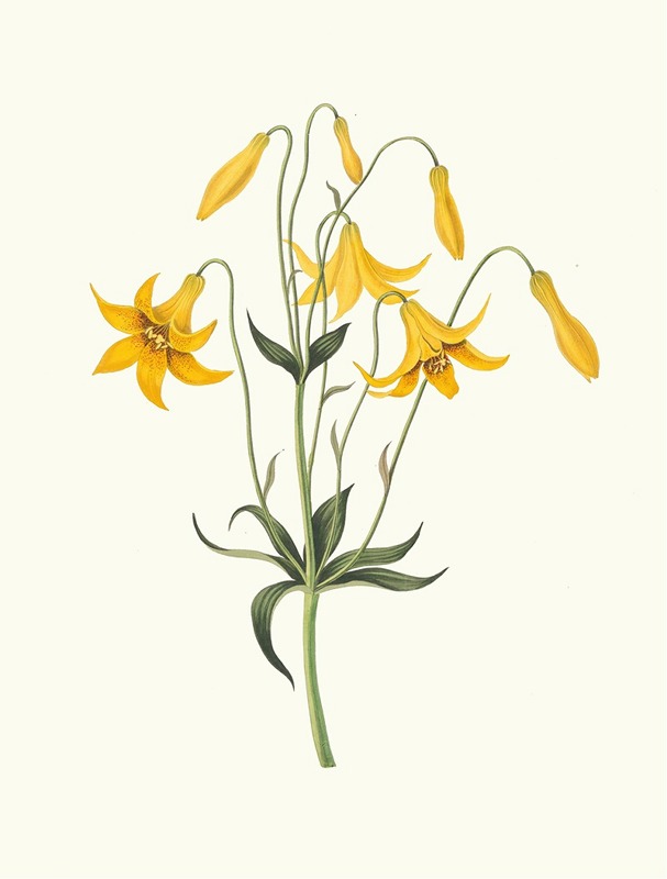 Priscilla Susan Bury - Lilium Canadense. [Canada Lily, Wild Yellow Lily]