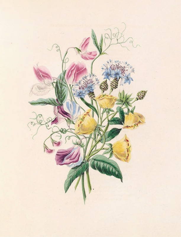James Ackerman - Sweet Pea, Bluebottle Centaury, And Evening Primrose