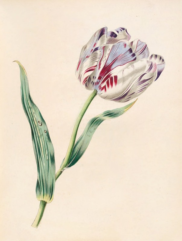 James Ackerman - The Tulip