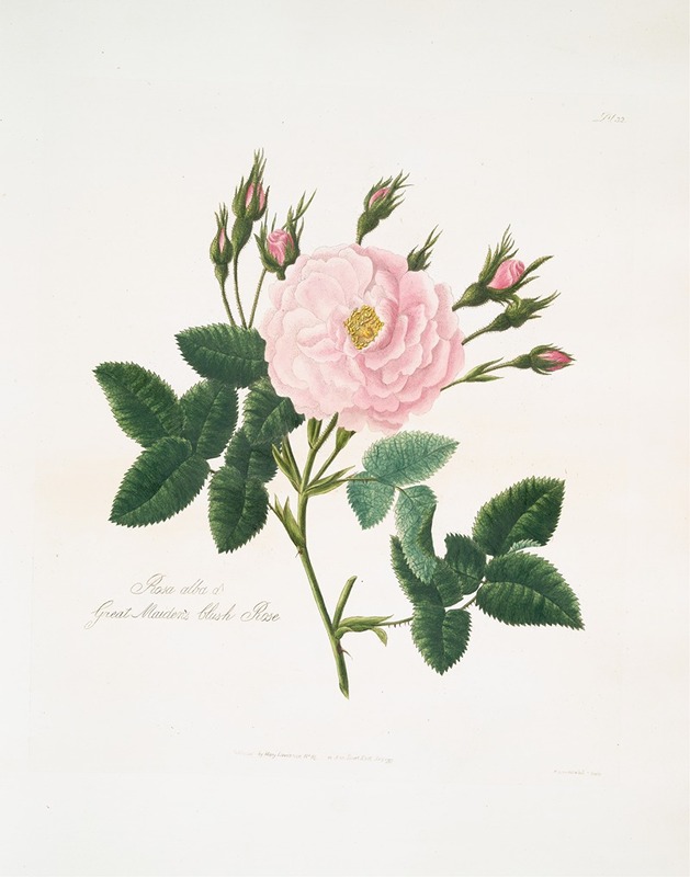 Mary Lawrance - Rosa alba or Great maiden’s blush rose.