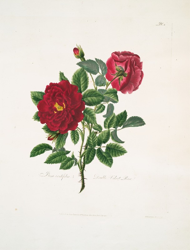 Mary Lawrance - Rosa centifolia