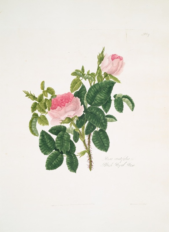 Mary Lawrance - Rosa centifolia7