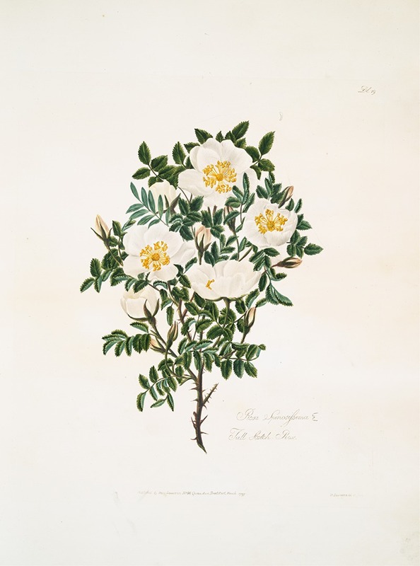 Mary Lawrance - Rosa spinosissima2
