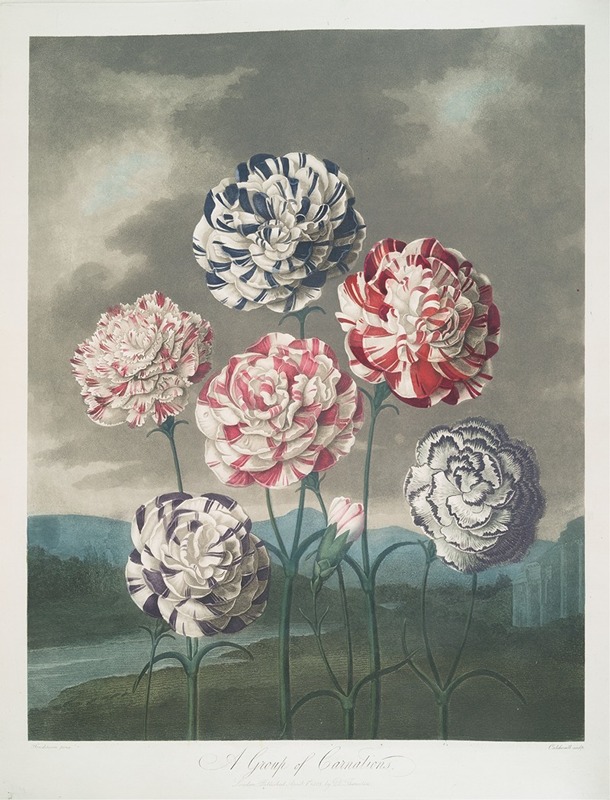 Robert John Thornton - A Group Of Carnations