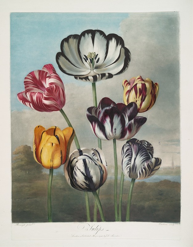 Robert John Thornton - A Group Of Tulips.
