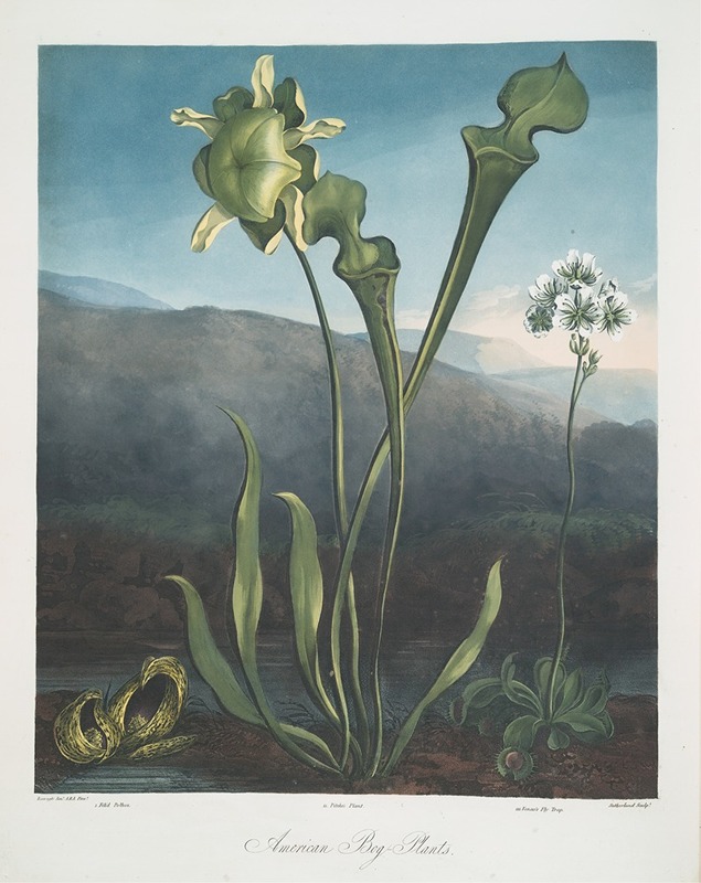 Robert John Thornton - American Bog Plants. I Fetid Pothos. Ii Pitcher Plant. III Venus’s Fly Trap.