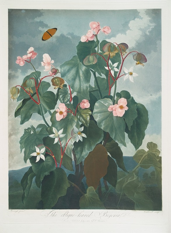 Robert John Thornton - The Oblique-Leaved Begonia