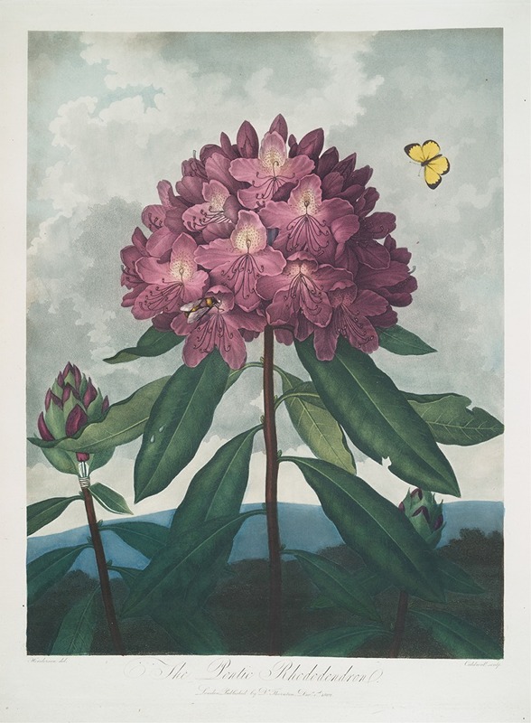 Robert John Thornton - The Pontic Rhododendron.
