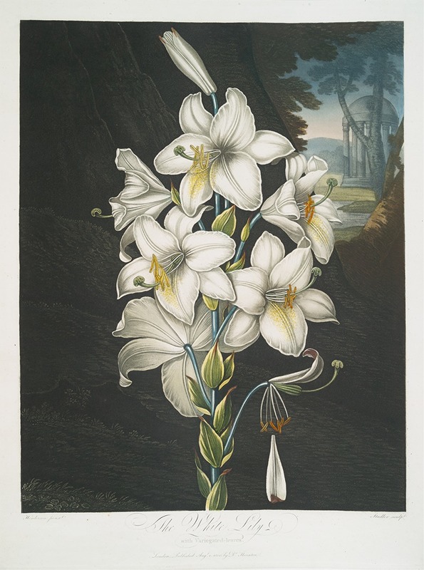 Robert John Thornton - The White Lily, With Varigated-Leaves.