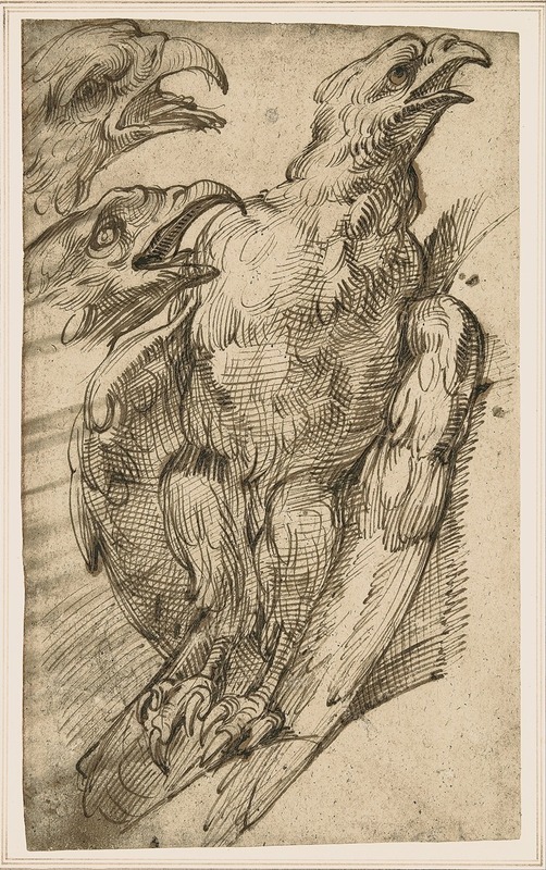 Bartolomeo Passarotti - Study of an eagle