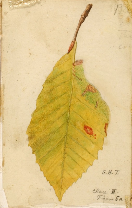 Emma Beach Thayer - Crumpled and Withered Leaf Edge Mimicking Caterpillar