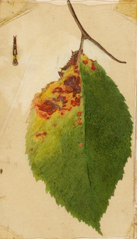 Emma Beach Thayer - Crumpled and Withered Leaf Edge Mimicking Caterpillar