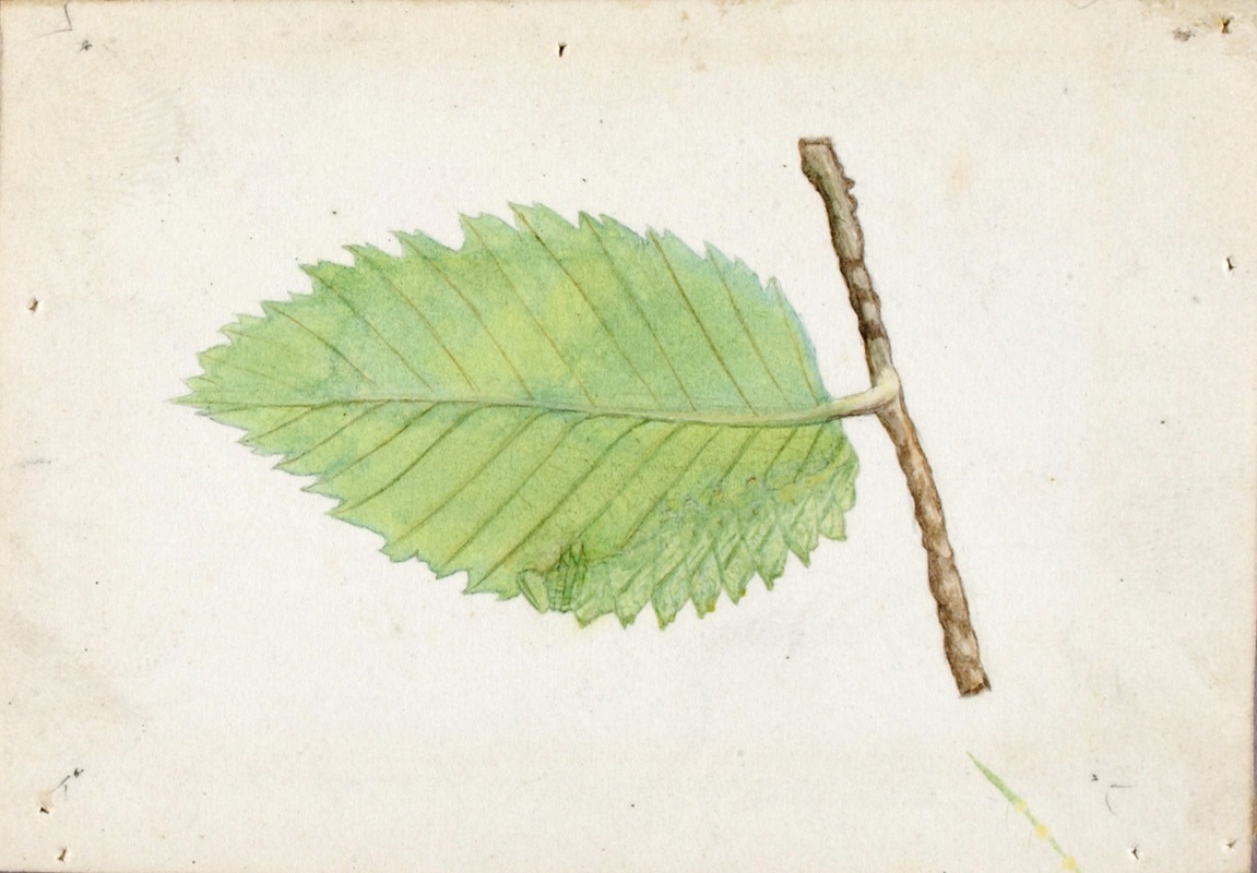 Emma Beach Thayer - Jagged Leaf Edge Caterpillar
