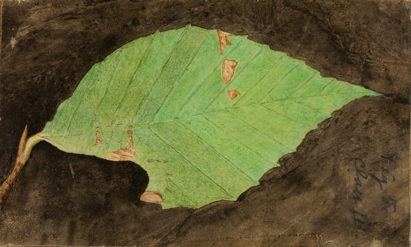 Emma Beach Thayer - Smaller Spotted Beach Leaf Edge Caterpillar