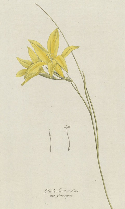 Hendrik Schwegman - Zwaardlelie (Gladiolus carinatus Aiton)