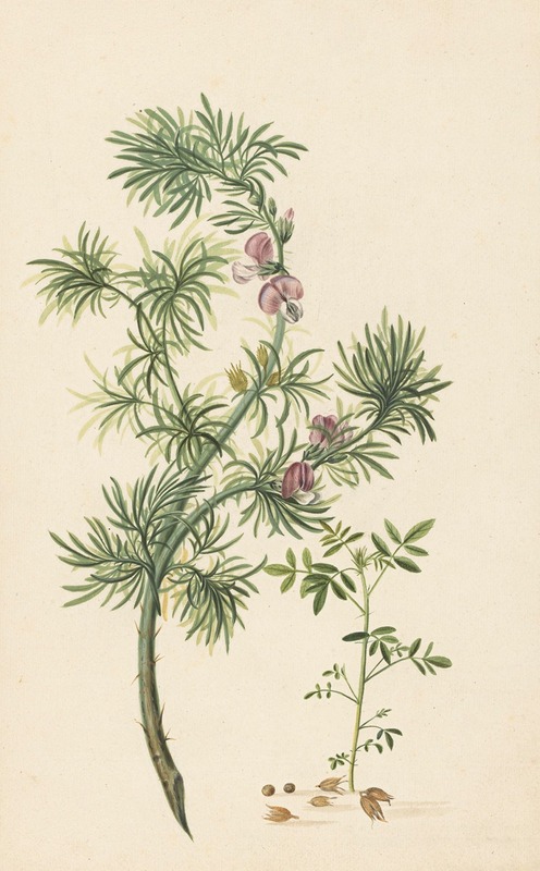 Herman Henstenburgh - Aaronskelk (Genista aethiopica)
