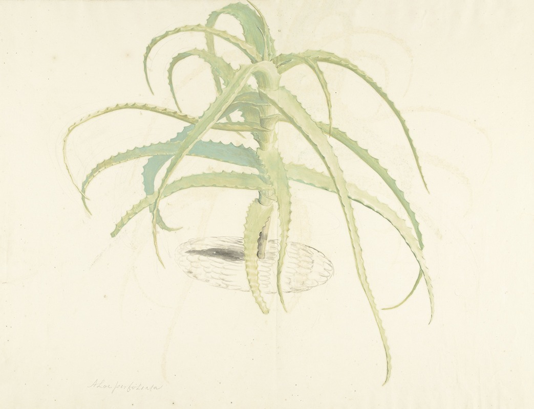 Herman Saftleven - Aloë perfoliata