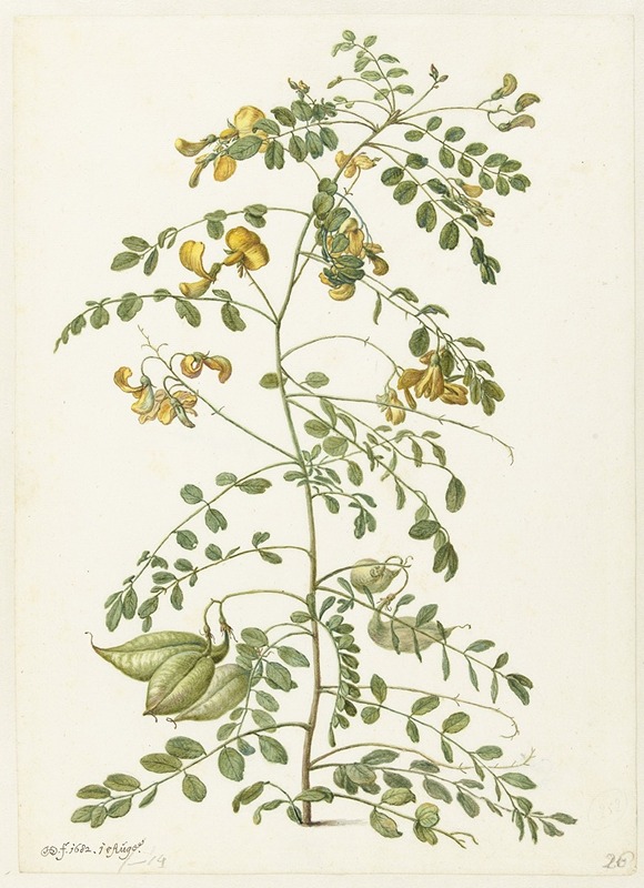 Herman Saftleven - Blazenstruik (Colutea arborescens)
