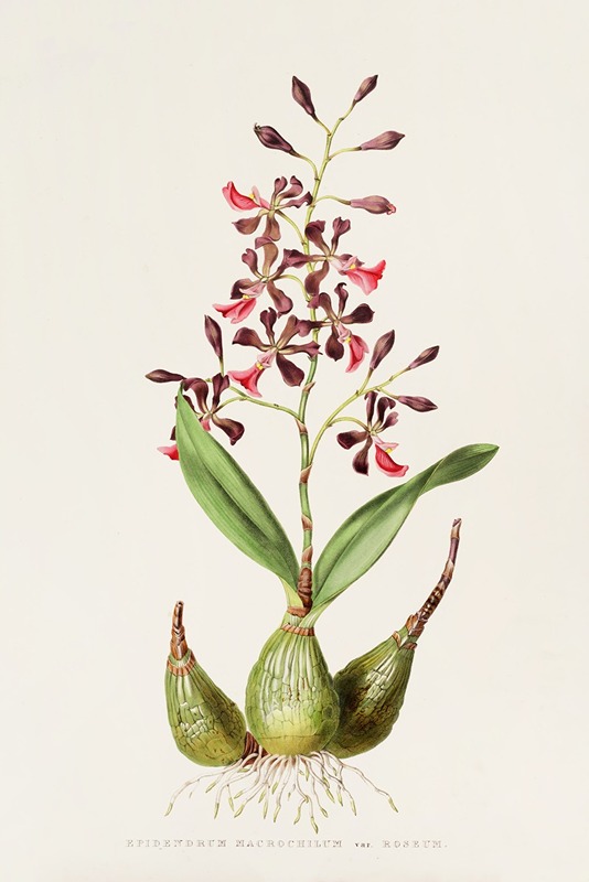 James Bateman - Epidendrum Macrochilum