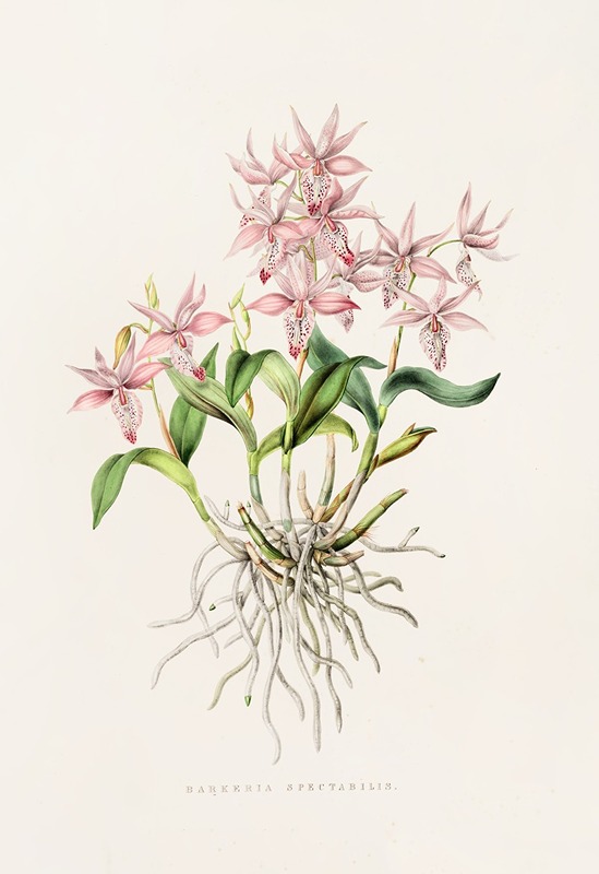 James Bateman - Barkeria Spectabilis