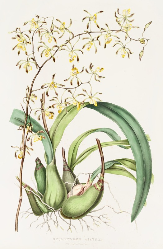 James Bateman - Epidendrum Alatum