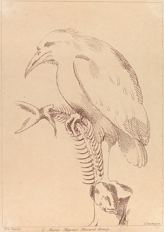 George Knapton - Bird holding fish skeleton