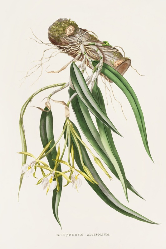 James Bateman - Epidendrum Aloifolium