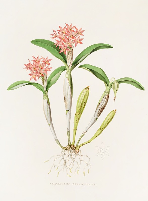 James Bateman - Epidendrum Aurantiacum