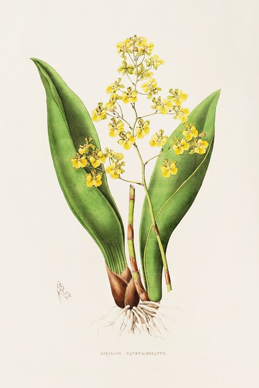 James Bateman - Oncidium Cavendishianum