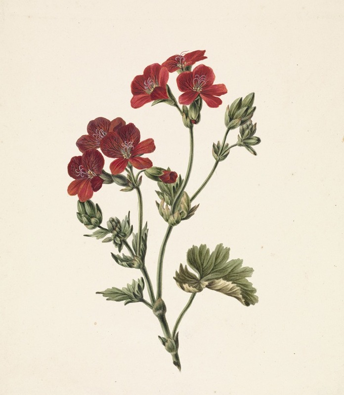 M. de Gijselaar - Rode bloem