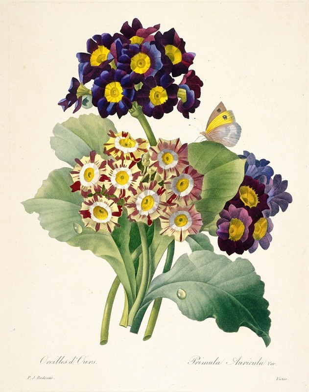 Pierre Joseph Redouté - Primula auricula (Primroses)