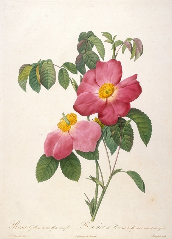Pierre Joseph Redouté - Rosier de Provinsi a fleurs roses et simples, from La Couronne Des Roses