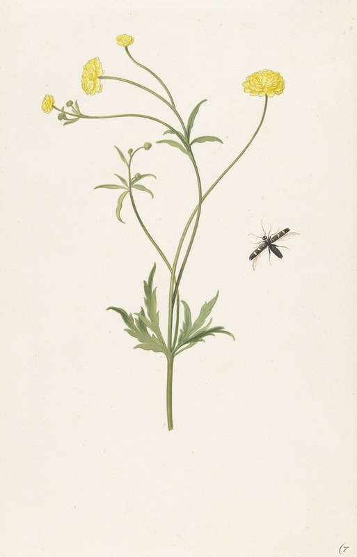 Pieter Withoos - Dubbele gele ranonkel en insekt