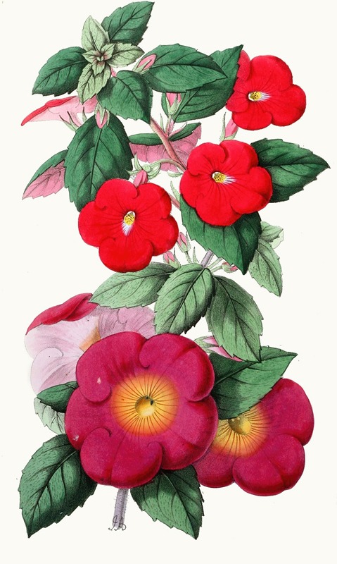 Anonymous - Achimenes carminata splendens, Achimenes Parsonsi