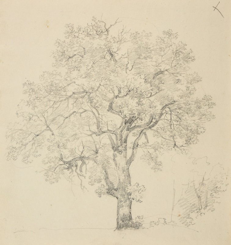 Jacques-Raymond Brascassat - Étude d’arbre..