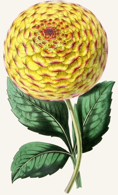 Anonymous - Dahlia, Queen Victoria