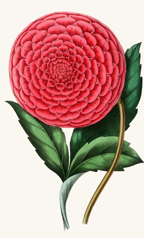 Anonymous - Dahlia