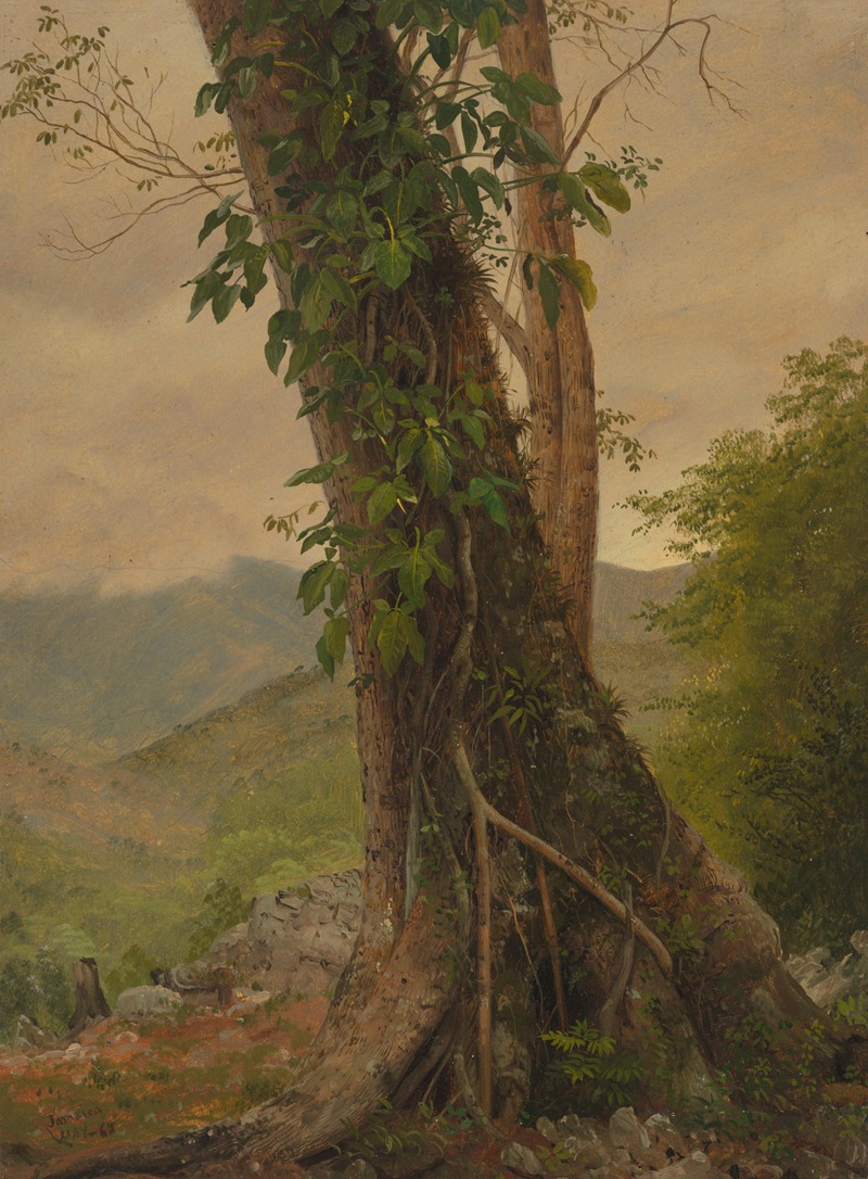 Frederic Edwin Church - Tree with Vines, Jamaica, West Indies