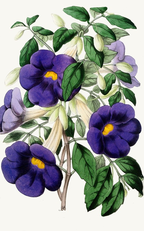 Anonymous - Meyenia erecta