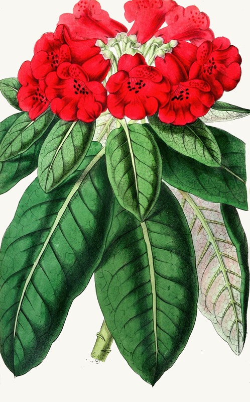 Anonymous - Rhododendron Hookeri