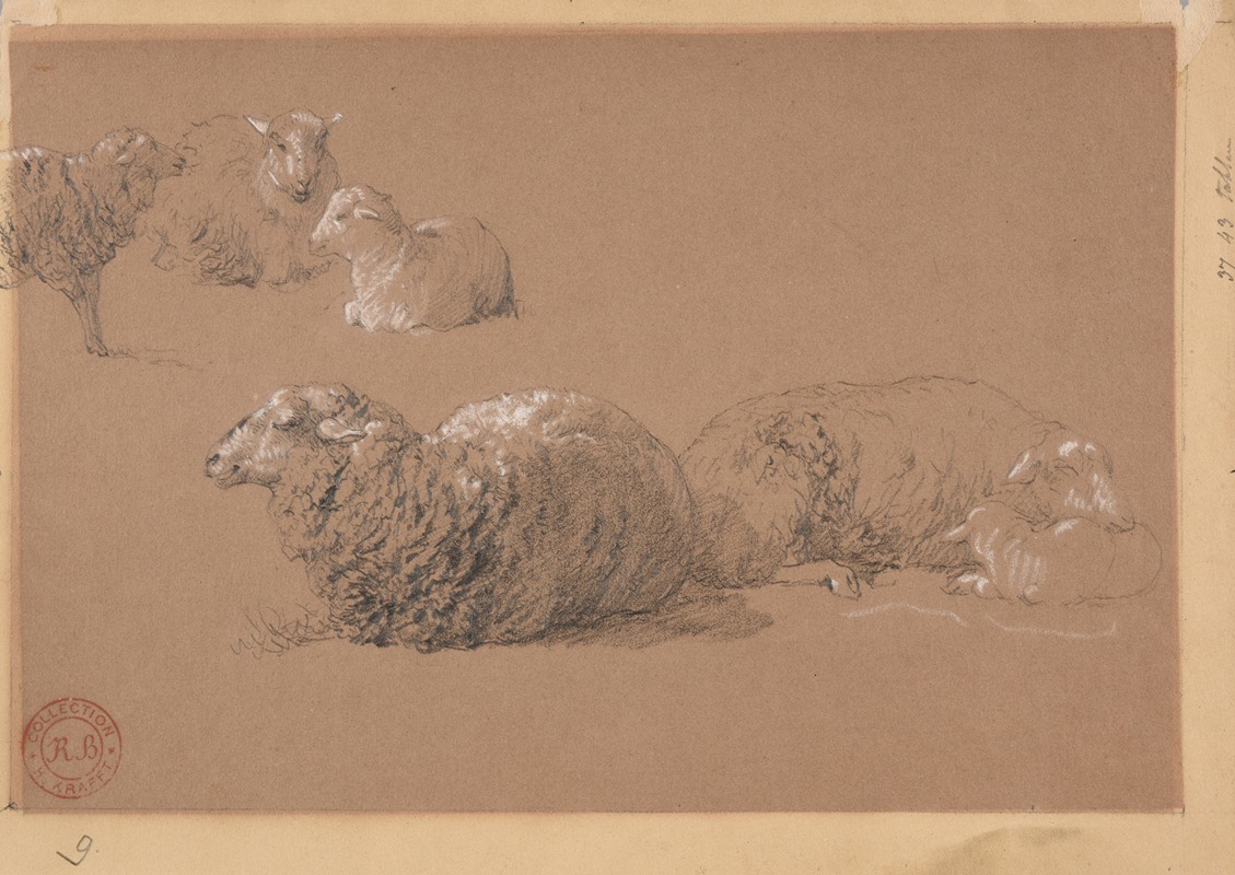 Jacques-Raymond Brascassat - Études de moutons couchés
