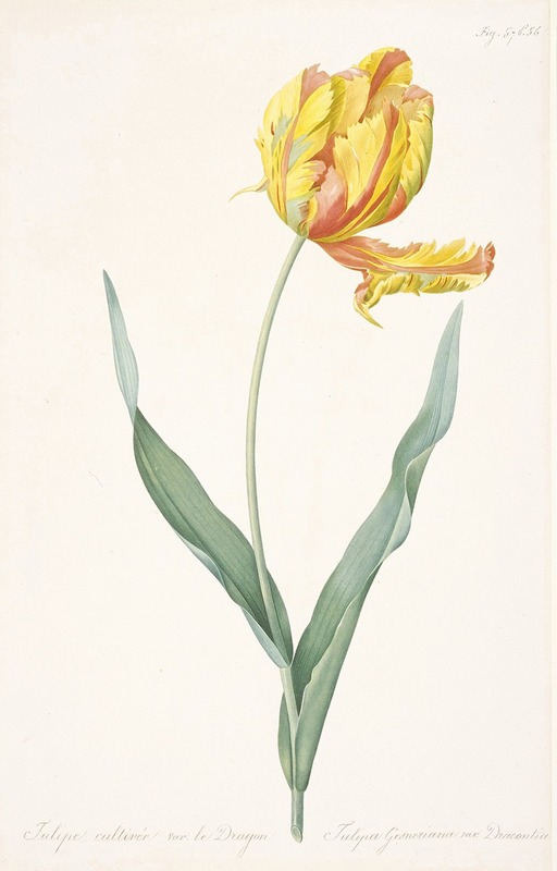 Pierre Joseph Redouté - Tulipa gesneriana var. dracontia (Parrot Tulip)