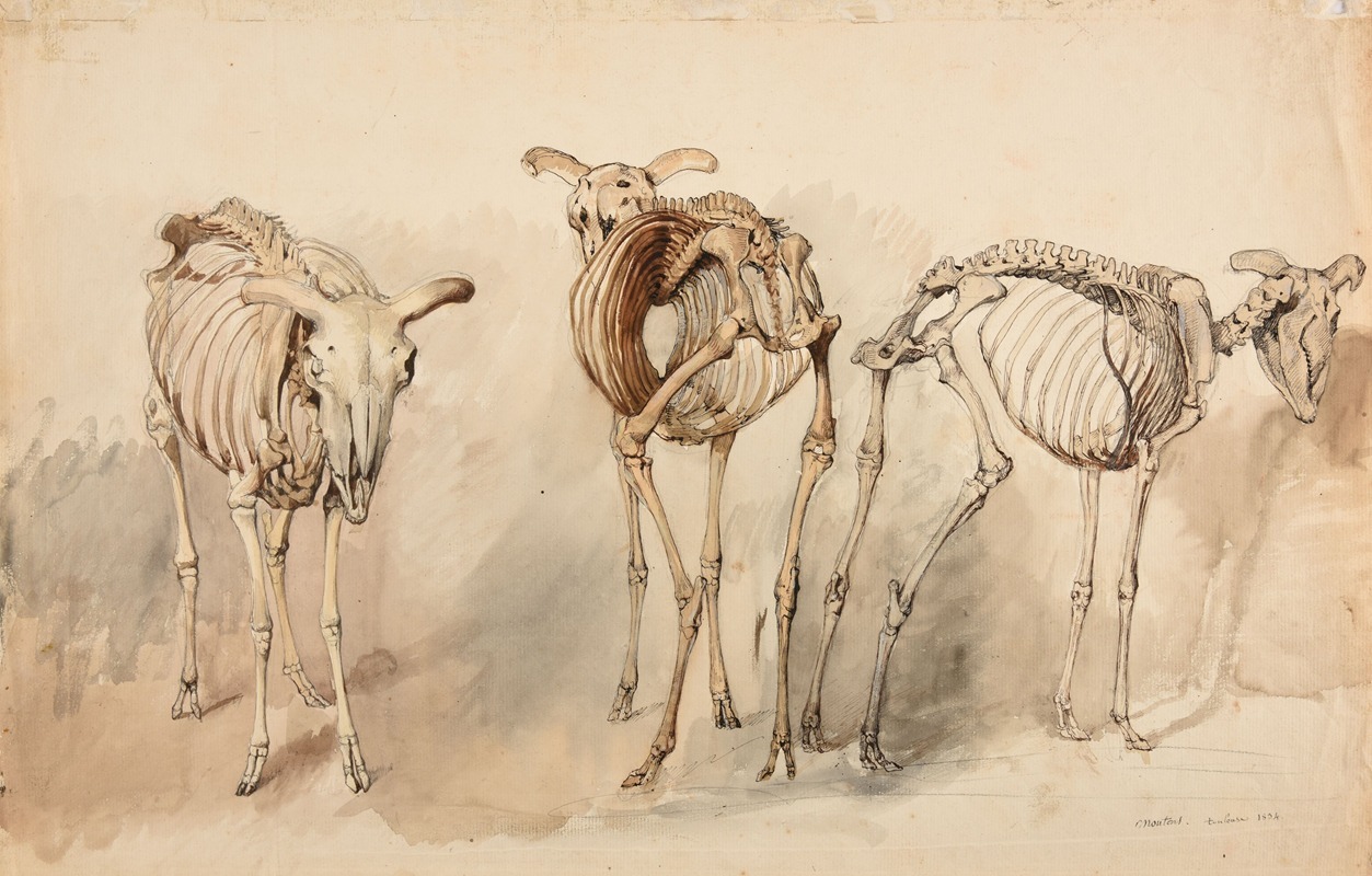 Jacques-Raymond Brascassat - Trois études de squelettes de moutons