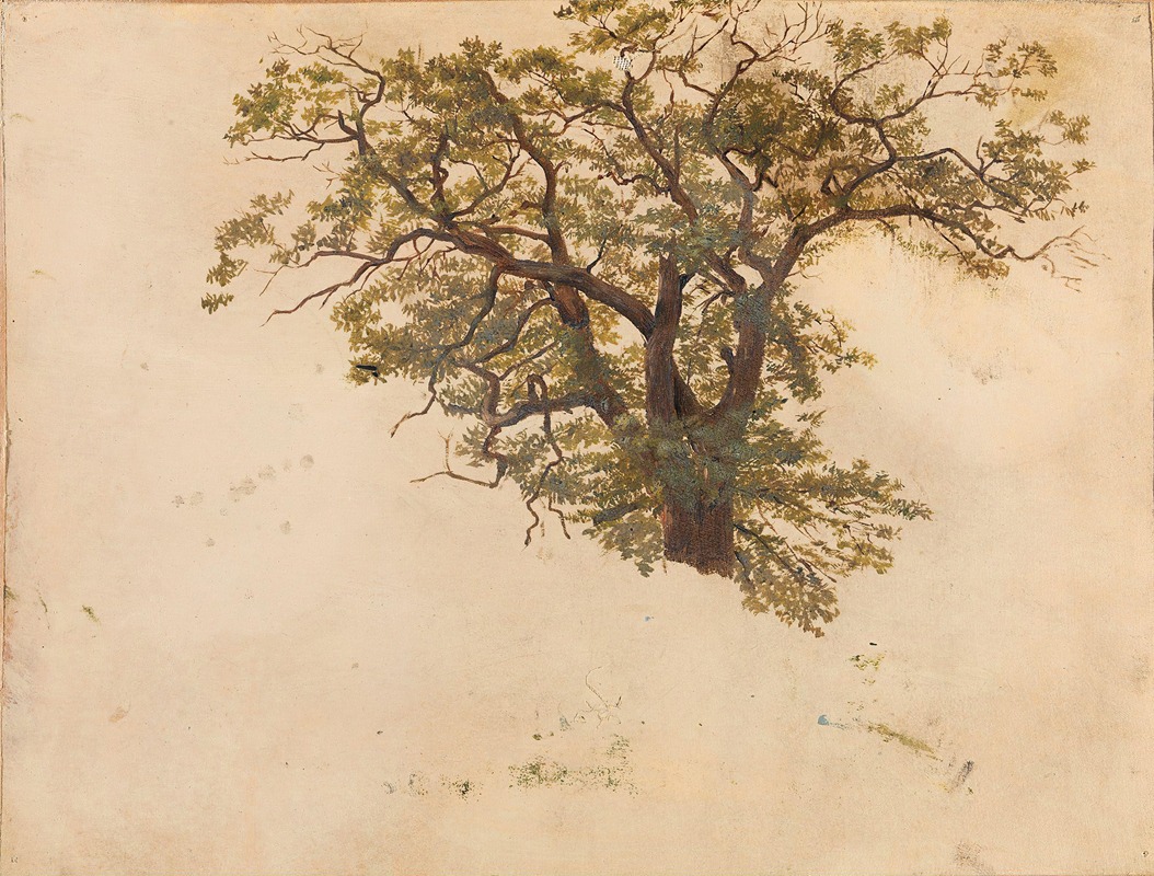 Adolph Tidemand - Study of an Oak